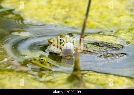 Rana da laghetto (Pelophylax kl. Esculentus, Pelophylax esculentus, Rana esculenta) che si accovacciano. Foto Stock