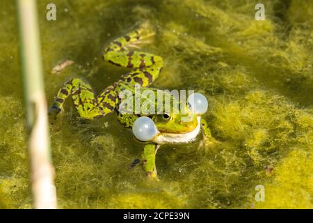 Rana da laghetto (Pelophylax kl. Esculentus, Pelophylax esculentus, Rana esculenta) che si accovacciano. Foto Stock