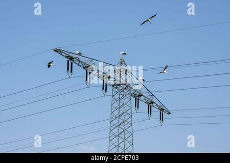 Pilone elettrico con cicogne bianche (Ciconia ciconia), noto anche come cicogna sonaglino. Foto Stock
