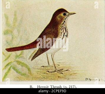 . Uccelli del Canada orientale . A. Gray-cheeked Thrush (p. 216),Thrush con supporto Ohve (p. 217).. Hermit Thrush (p. 217). 272 A. Robin americano (p. 2:17). Piastra Giovanile per adulti L. Foto Stock