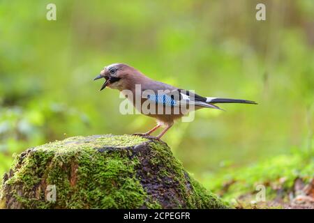 Jay eurasiatico, Garrulus glandarius, su un ceppo di alberi Foto Stock