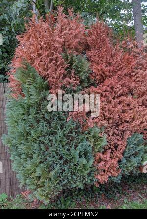 Fungo Pestalotiopsis funerea è la causa della morte sparare degli alberi della vita (thuja) Foto Stock