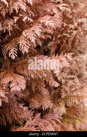 Fungo Pestalotiopsis funerea è la causa della morte sparare degli alberi della vita (thuja) Foto Stock