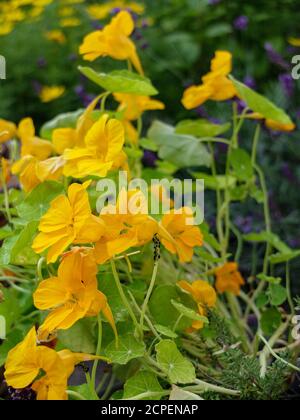 Afidi (Aphidoidea) sul nasturzio (Tropaeolum majus) Foto Stock