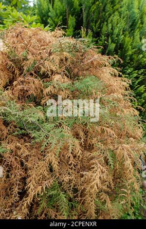 Fungo Pestalotiopsis funerea è la causa della morte sparare degli alberi della vita (thuja) Foto Stock