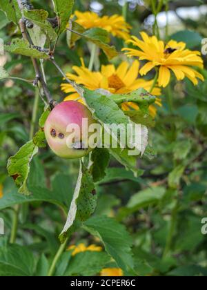 Un'infestazione di falena di coccodrillo può essere riconosciuta dal Piccoli buchi nella mela (Cydia pomonella) Foto Stock