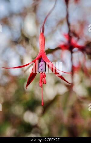 lensbaby immagine di una fucsia Foto Stock