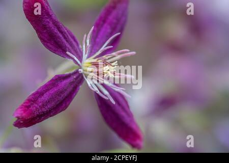 Viola la clematide flower close up Foto Stock