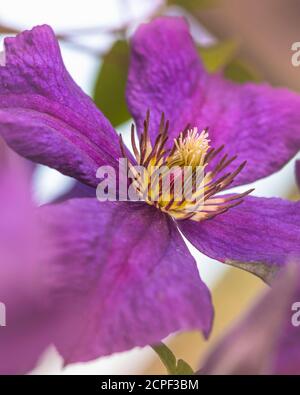 Viola la clematide flower close up Foto Stock