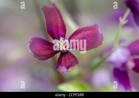 Viola la clematide flower close up Foto Stock