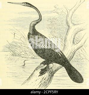 . Un dizionario di uccelli . hey portano una somiglianza generale sia verso l'esterno che nelle abitudini ai CORMORANI, ma sono molto più sottili nella forma, e hanno sia collo che coda molto allungati. Il disegno di legge, invece di essere ribaltato Avith un gancio mascellare, ha i suoi bordi besetwith dentellature dirette all'indietro, ed è bruscamente puntato, in ^ Anhinga, secondo Marcgrave, che per primo ha descritto questo uccello [Hist,EER. NAT. Brasile, p. 218), era il nome che portava tra i nativi. SERPENTE-UCCELLO 88i questo rispetto, così come nel collo attenuato, paragonando i serpenti-uccelli agli aironi ; capanna questi ultimi non in genere tra Foto Stock