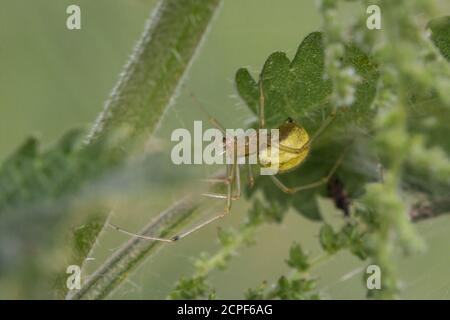 Il piccolo ragno di Anoplognatha ovata marrone e giallo si nasconde tra la vegetazione lungo il sentiero di Lakenheath Fen a Suffolk
