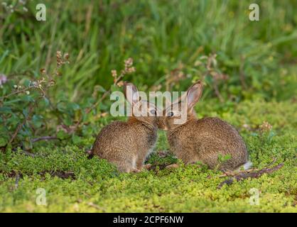 Un paio di conigli (Orctolagus cuniculus) si sono riuniti nella vegetazione di una fattoria di Norfolk, Regno Unito Foto Stock