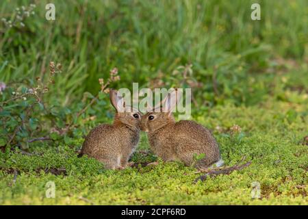 Un paio di conigli (Orctolagus cuniculus) si sono riuniti nella vegetazione di una fattoria di Norfolk, Regno Unito Foto Stock