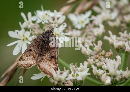 Una falena rustica comune indossata (Mesapamea secalis) si siede su un fiore bianco sul terreno di scarto a Newmarket Foto Stock