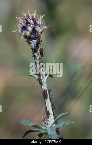 Nella zona indolore di Barnham comune in Suffolk i grandi afidi di knappweed (jaceae di Uroleucon) alimentano sulle piante di knappweed Foto Stock