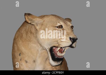 Scimitar Cat, homotherium siero, dai denti a sciabola Cat estinti 10 000 anni fa, Museo, Museo Beringia, Yukon, Canada Foto Stock