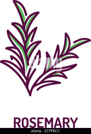 Icona della linea di colore del ramo del rosmarino. Erbe e spezie. Ingrediente di cottura. Pittogramma per la pagina Web. Illustrazione Vettoriale