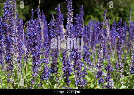 Sydney Australia, giardino di gambi di fiori di salvia viola blu Foto Stock