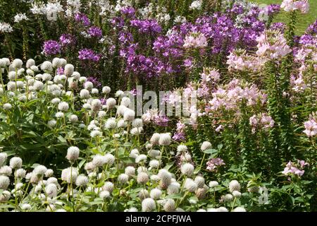 Sydney Australia, fiori di ragnatela rosa e viola con fiori di amaranto bianchi Foto Stock