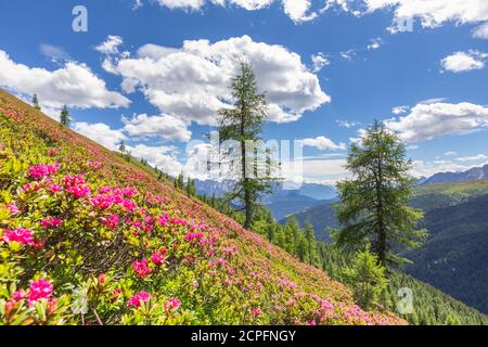 Tappeto rododendro in fiore nei pascoli della valle del comelico, vicino alla cresta di confine Italia Austria, Alpi Carniche, belluno, veneto, italia Foto Stock