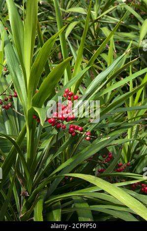 Sydney Australia, bacche rosse o frutti di una congesta cordilina nota come giglio di palma a foglia stretta che è una pianta australiana nativa Foto Stock