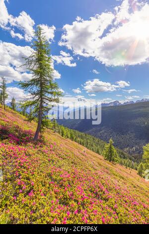 Tappeto rododendro in fiore nei pascoli della valle del comelico, vicino alla cresta di confine Italia Austria, Alpi Carniche, belluno, veneto, italia Foto Stock