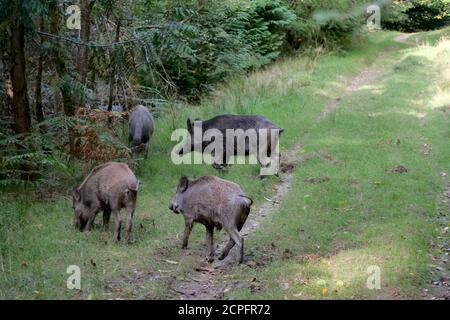 Un cinghiale nella foresta di Dean, vicino a Parkend, Gloucestershire. La popolazione di cinghiali nella foresta è la più grande in Inghilterra. Foto di Andrew Higgins Foto Stock