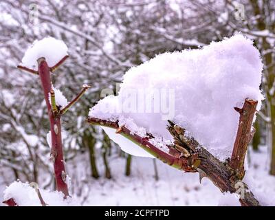 Cespuglio di rosa tagliato coperto di neve Foto Stock