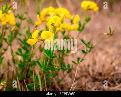 Bird's-foot trefoil(loto corniculatus) - su un prato asciutto - fuoco selettivo Foto Stock