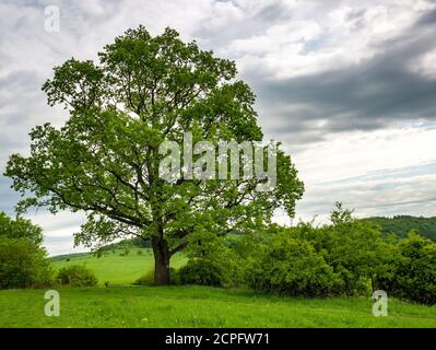 Vecchio massiccio quercia (Quercus robur) in primavera, sul bordo di un prato. Foto Stock