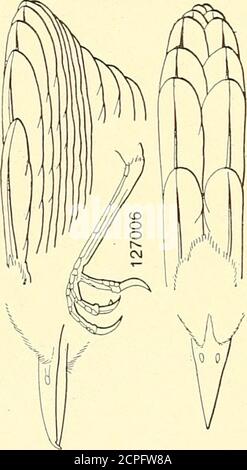 . Gli uccelli del Nord e del Medio America: Un catalogo descrittivo dei gruppi superiori, generi, specie e sottospecie di uccelli noti per verificarsi in Nord America, dalle terre artiche all'istmo di Panama, le Indie Occidentali e altre isole del Mar dei Caraibi, e l'Arcipelago delle Galapagos . Foto Stock