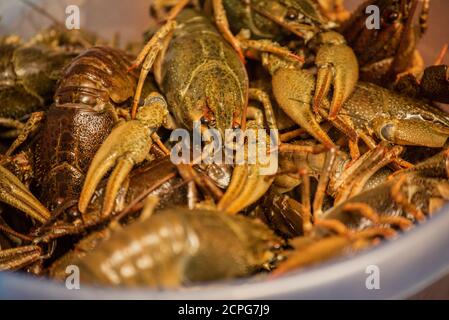 Gamberi in un secchio. Gamberi verdi non bolliti Foto Stock