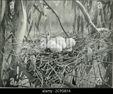 . Un manuale degli uccelli della Tasmania e delle sue dipendenze . NIDI DI HERON.Photo BIANCO-FHONTED, di A. H. E. Mattingley. Da EM0. UCCELLI DELLA TASMANIA. 193 nerastro commestibile; giallo udibile inferiore per metà basale, balanceblack; gambe e piedi giallastri-marroni. Dimensioni in mm.: - lunghezza, 655; flangia, 79; ala, 320; coda, 132; tarso, 99. Femmina. - simile a maschio. Giovane. - superficie superiore grigio uniforme; guance e superiore bianco saturo; resto di sotto superficie come in adulto, ma nessun lanceolato plumeson collo e petto. Nest.: Una piattaforma di bastoni di stout, con quelli più fini al centro, posizionati nel ramo di un albero Foto Stock