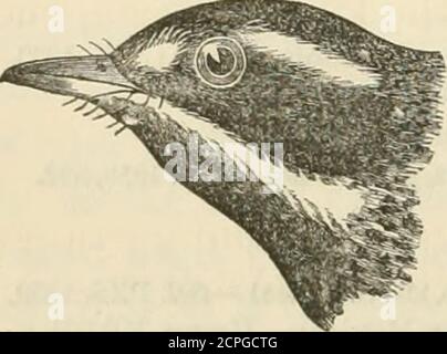 . Birds of the Colorado Valley : un archivio di informazioni scientifiche e popolari riguardanti l'ornitologia nordamericana. mf^v^ che ci brccds dal carattere delle note che ha sentito parlare. Nella l3d di maggio, continua, ho avuto la soddisfazione di osare al delicato ma monotono canto di questo uccello, come hebusily ed intently ha cercato ogni tosse frondosa ed espansingbud per larve ed insetti in una quercia spargente, da dove hedeled la sua nota solitaria. A volte rimase un minuteo due stazionario, ma più in generale continuò la sua ricerca preda. La sua canzone, in breve An Foto Stock