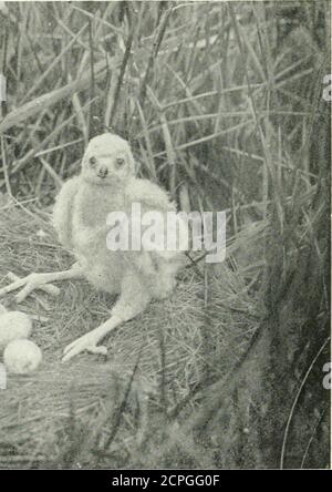 . Un manuale degli uccelli della Tasmania e delle sue dipendenze . NEST, UOVA, e YULNG DI HarKiEK.Photo, di D. LE Souef. Da Ejitj. UCCELLI DELLA TASMANIA. 3 Nest.-composto da ramoscelli fini spezzati dalle punte estreme dei rami secchi, e Hned con alcune foglie verdi di eucalipto; solitamente situato in una gomma abbastanza alta. Uova.-da due a tre usuallj, quattro a volte; ovalizzazione rundish; consistenza piuttosto grossolana; superficie quasi senza lustro; colore bianco-bluastro, più o meno puzzato e macchiato con pur-plish-bruno. Dimensioni in nmi. Di una frizione: (1) 46 x 38, (2)48 X 38.5, (8) 46.75 x 37. Stagione di allevamento.-S Foto Stock