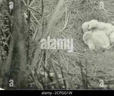 . Un manuale degli uccelli della Tasmania e delle sue dipendenze . NEST OF HARRIER.Photo, di H. C. Thompson. F-.4 , (»17. Foto Stock