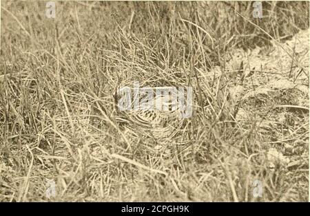 . Una lista distributiva degli uccelli del Montana, con note sulla migrazione e nidificazione delle specie più conosciute . Fig. 20. Maschio Desert Horxed Lark; Duttox.Photo di A. D. DuBois. Nidi di covata possono essere trovati con uova in giugno e luglio. La data più antica è il 19 giugno 1862 (Cooper, lS69b, pag. 295), e l'ultima, il 18 luglio 1874 (Coues, 1874b, pag. 557). Una seconda posa a Button aveva l'ultimo uovo di trededepositato l'8 luglio 1916. Le uova covarono il 17 e 18 luglio, e il giovane nido di sinistra 28 luglio (DnBois, MS). Ciò dà un periodo di circa venti giorni dalla deposizione dell'ultimo uovo agli hatcli Foto Stock