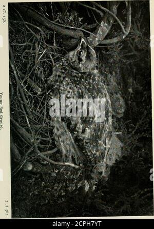 . Gli uccelli delle isole britanniche e le loro uova. L(piastra 158;. Le autorità difter, non sempre amabilmente, circa i muffs e piombaggi della variabile Red Grouse, per il soggetto è un po 'ciò che complicata dalla variazione locale. I periodi dei twomoult differiscono nel maschio e nella femmina. Il maschio ha un abito da sposa, in cui si alleva, completo verso la fine di Novemberand sostituito da un abito estivo in giugno; la femmina è piumaggio inestivo in aprile, e in inverno o autunno vestito in agosto. Questi tempi variano grandemente secondo la salute degli uccelli; la malattia ritarda le muffe, ma a parte questo Dr.E. Foto Stock