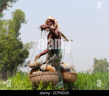 Coltivatore asiatico che trasporta le verdure (zucche) con cestino per la vendita dopo raccolta dal campo Foto Stock