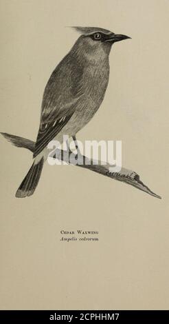 . Gli uccelli dell'Ontario in relazione all'agricoltura. GrossbeakHahia ludoviciana arrosto di rose. Fienile Swallow Ghelidon eritrogaster Foto Stock