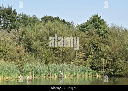 Heron appollaiato su un tronco in un lago a Daisy Nook Country Park, Manchester Foto Stock