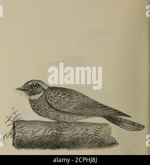 . Gli uccelli dell'Ontario in relazione all'agricoltura. I Phcebe. Whip-Poor-Will Antrostomus vocijerus Fox SparrowPasserella iliaca Song Sparrowyielospiza fasciata Viola FinchCarpodacus purpurpureus Foto Stock