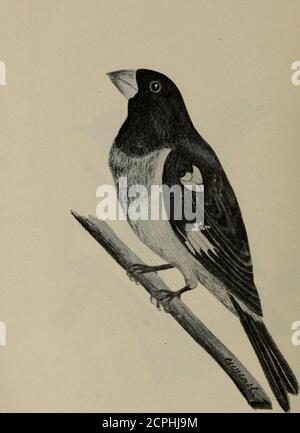 . Gli uccelli dell'Ontario in relazione all'agricoltura. Whip-Poor-Will Antrostomus vocijerus Fox SparrowPasserella iliaca Song Sparrowyielospiza fasciata Viola FinchCarpodacus purpurpureus. GrossbeakHahia ludoviciana arrosto di rose Foto Stock