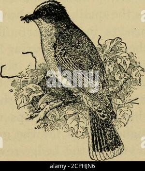 . Nuova agricoltura elementare per scuole rurali e di livello; Un libro di testo elementare che si occupa delle piante, insetti, uccelli, tempo, e animali della fattoria . Real.A alcuni di loro potrebbe essere impedito in parte o complessivamente, mentre altri potrebbero essere resi meno gravi se siamo stati in-clined per prendere la difficoltà a farlo. Dopo tutto ciò che si dice canbe a favore e contro l'utilità degli uccelli ingenerali, non può essere senza dubbio lasciato, nelle menti di persone pensanti almeno, per quanto riguarda il valore di queste creature.Only persone ignoranti e senza pensiero continuerà a distruggere i nostri uccelli dopo aver imparato fatti come il Foto Stock