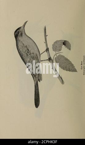 . Gli uccelli dell'Ontario in relazione all'agricoltura. Foto Stock