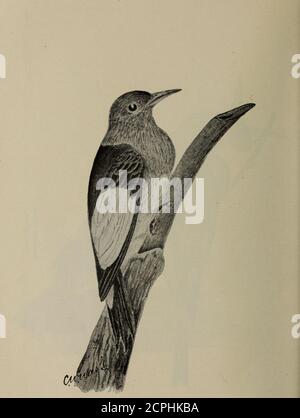 . Gli uccelli dell'Ontario in relazione all'agricoltura. Picchio rosso-testa Melanerpes eritroccfahis Picchio giallo-belluto Sphyrapicus Varius Downy Picchio Dryobates puhescens NuthatchSitta carolinensis dal colore bianco Foto Stock