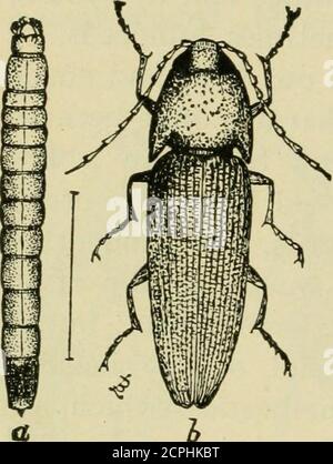 . Nuova agricoltura elementare per le scuole rurali e classificate; un libro di testo elementare che tratta le piante, gli insetti, gli uccelli, il tempo, e gli animali della fattoria. In generale attacca le granotole, invece degli scarabei.alcuni dei parenti delle scarabei di giugno, che si trovano nei paesi caldi, sono giganti regolari essere fiveor sei pollici lungo. Altri dei loro parenti sono thedung-beetles, come i tumble-bugs menzionati in anotherplace in questo libro, e flower-beetles, di entrambi di cui ci sono molti tipi. Coleotteri wire-worm. - talvolta troviamo vermi lisci, duri, giallastri-marroni, sottili tra le radici Foto Stock