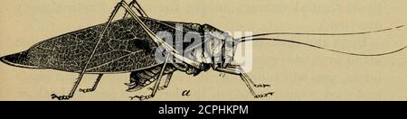 . Nuova agricoltura elementare per le scuole rurali e classificate; un libro di testo elementare che tratta le piante, gli insetti, gli uccelli, il tempo e gli animali della fattoria. È la vita e le opportu-nities. Le malattie del Grasshopper, come le malattie di altri ani-malles, spesso causano la morte di migliaia di questi insetti; ma non siamo ancora stati in grado di diffondere queste malattie artificialmente in modo da renderle di grande uso nell'uccisione dei thehoppers. Dobbiamo distruggere le loro uova in autunno, duringwinter, o all'inizio della primavera, sbattendo o srotolando il terreno. Dobbiamo catturare i giovani e il pieno-growninsects con i dozer della tramoggia e altri ma Foto Stock