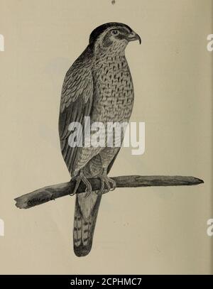 . Gli uccelli dell'Ontario in relazione all'agricoltura. GoshawkAccipiter atricapilhis Falco a zampa ruvida Archihuteo lagopns sancti-johannis Foto Stock